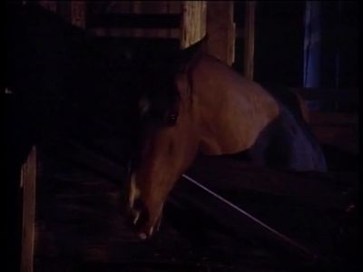 [ NEIGHS ] - The Wonder Years