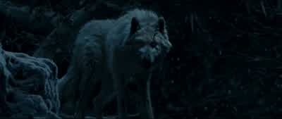 Go! Go, Philippe! Come on! Come on! Whoa. - Beauty and the Beast