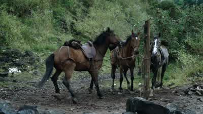 (Neighs) - Game of Thrones