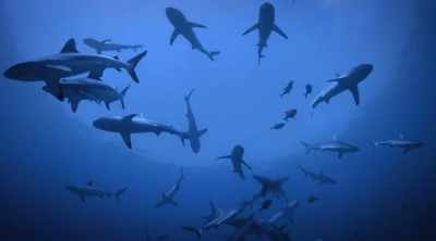 NEIL: If unfortunately you're in
the wrong place at the wrong time - Shark Attack Files