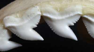 NEIL (off-screen): From a shape
and morphological perspective, - Shark Attack Files