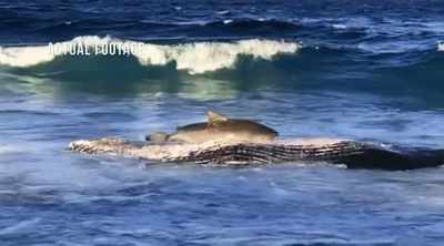 NEIL (off-screen): That's a very
dangerous situation for a shark. - Shark Attack Files