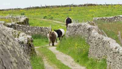 Neil reduced the
flock to just 100, - Wild Isles