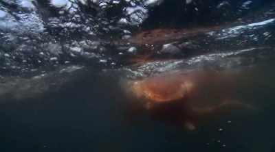 NEIL: So, these sharks can
essentially find a prey item, - Shark Attack Files