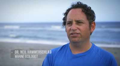 NEIL: The behavior of sharks
is really connected to - Shark Attack Files