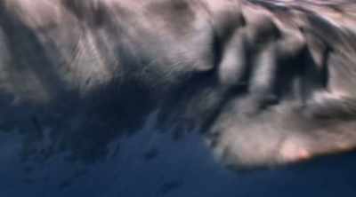 NEIL: We often see them also
cruising down this shoreline. - Shark Attack Files
