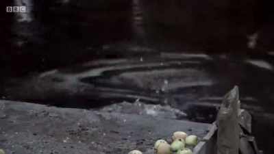 Neither this beaver nor its mate - Wales: Land of the Wild