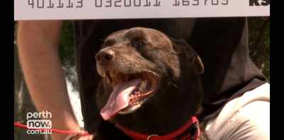 NELSON: I wanted to learn - Koko: A Red Dog Story