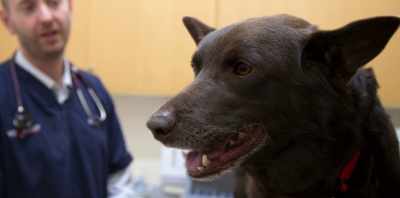 NELSON: The best we could do was - Koko: A Red Dog Story