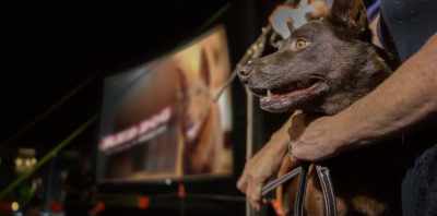 NELSON: Then we'd
bring the dog out - Koko: A Red Dog Story