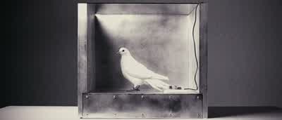 Like most living creatures, the pigeon quickly associates the pressing of a lever with reward. - Mr  Nobody