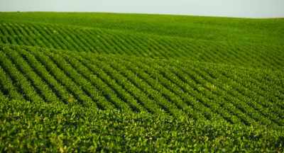 -Neonicotinoids basically work
by breaking down immune system, - The Pollinators