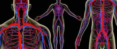 Nerves in general
and the sciatic nerve in particular. - Pain and Glory