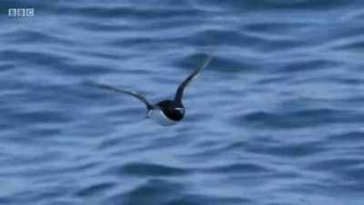 Nesting lowest on the cliffs
are the razorbills. - Wales: Land of the Wild