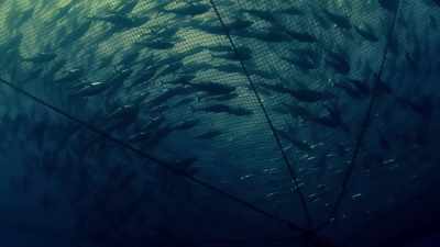 Nets large enough to engulf cathedrals - Blue Planet II