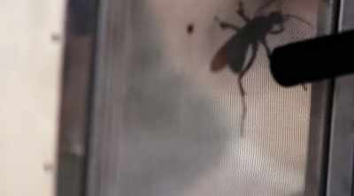 Never imagined that I'd be
willingly getting stung by one. - Kings of Pain