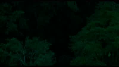 Never knew how much I missed this, Dutch. - Predator
