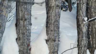 Never had that
really happen before. - Life Below Zero: First Alaskans