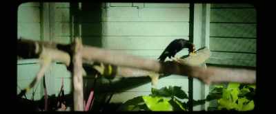 Never touch a baby bird,
that would surely be absurd. - Nandor Fodor and the Talking Mongoose