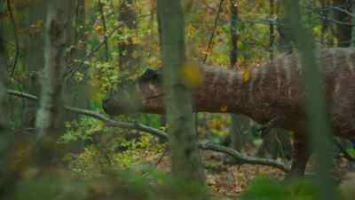 Nevertheless, a storm does create
a brief opportunity for hunters. - Prehistoric Planet