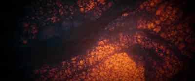 New cells divide and grow with
remarkable speed and precision. - Our Universe