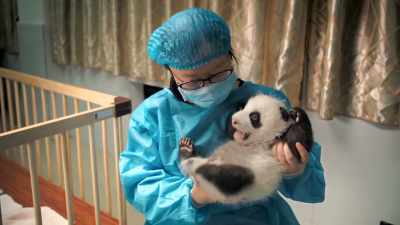 New cubs are born
at panda base every year. - Pandas