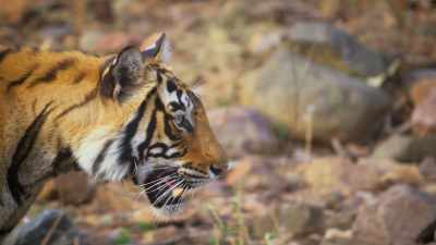 New discoveries are giving us
fresh insights - Attenborough's Life in Colour