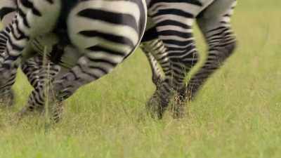 New research is now
suggesting an answer. - Attenborough's Life in Colour
