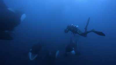 ''New Zealand's orcas
are friendly and curious,'' - Secrets of the Whales