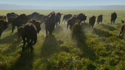 Newborn calves compensate for winter losses. - Big Beasts