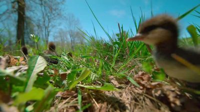 Newborn ducklings are adapted to overcome many obstacles, - Tiny World