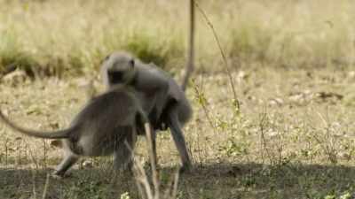 [ News theme music plays ] - When Nature Calls with Helen Mirren