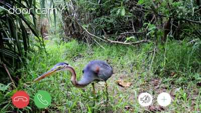 [ News theme music plays ] - When Nature Calls with Helen Mirren