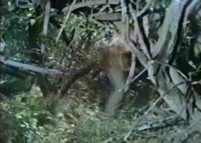 [Newt] Run, Tuck! Run! - The Learning Tree