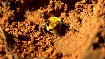 Next autumn
they will emerge as adults, - Wales: Land of the Wild