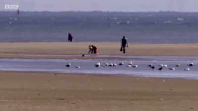 Next time, it's mid-summer. - Wales: Land of the Wild