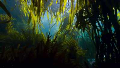 Next time, we journey
into the bountiful green sea. - Blue Planet II