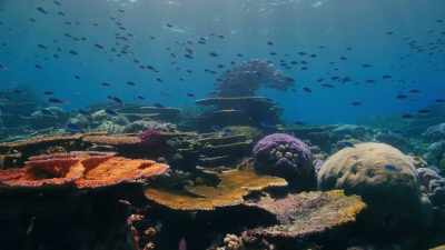 Next time, we travel
to bustling coral reefs. - Blue Planet II