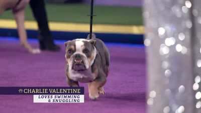 Next up, Charlie Valentine, - 2022 American Rescue Dog Show