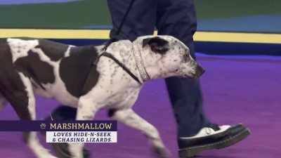 Next up from Mexico - 2022 American Rescue Dog Show