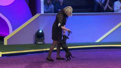 Next up, Guinness, - 2022 American Rescue Dog Show