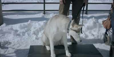 Next up, we have Yup'ik
weighing in at - The Year of the Dog