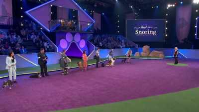 Next up, Maiale,
a French Bulldog - 2022 American Rescue Dog Show