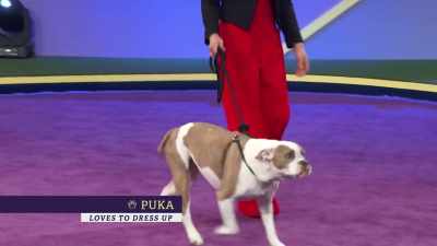Next up is Puka.
She's a Boxer-Bulldog mix - 2022 American Rescue Dog Show