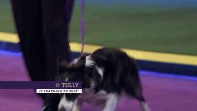 Next up, Tully,
a Border Collie rescued by - 2022 American Rescue Dog Show