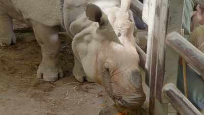 Next week we're gonna take
sanya back out to pasture - Secrets of the Zoo