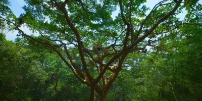 Ngogo is a chimpanzee paradise. - Chimp Empire