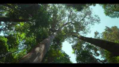 Ngogo is never richer in food - Chimp Empire