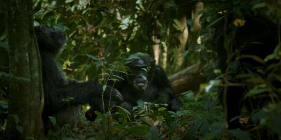 Ngogo society is sophisticated. - Chimp Empire