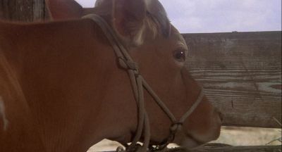 Nice fresh milk Here it comes - Silver Streak